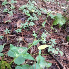 Eryngium ghiesbreghtii