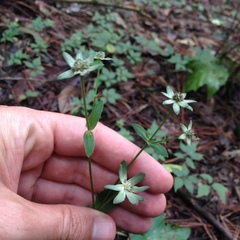 Eryngium ghiesbreghtii