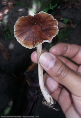 Agaricales
