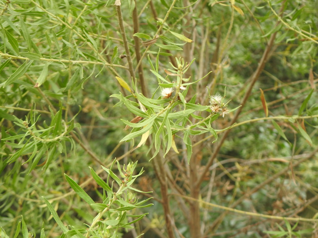 Baccharis dracunculifolia from Campana, Provincia de Buenos Aires ...