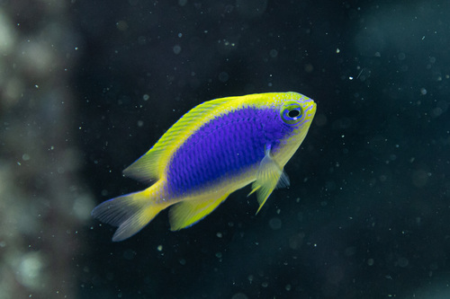Geelvin-rifbaarsje (Chrysiptera flavipinnis) — Pomacentridae