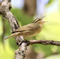 Worm-Eating Warbler photo 2
