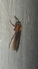 Apoica