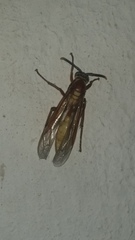 Apoica
