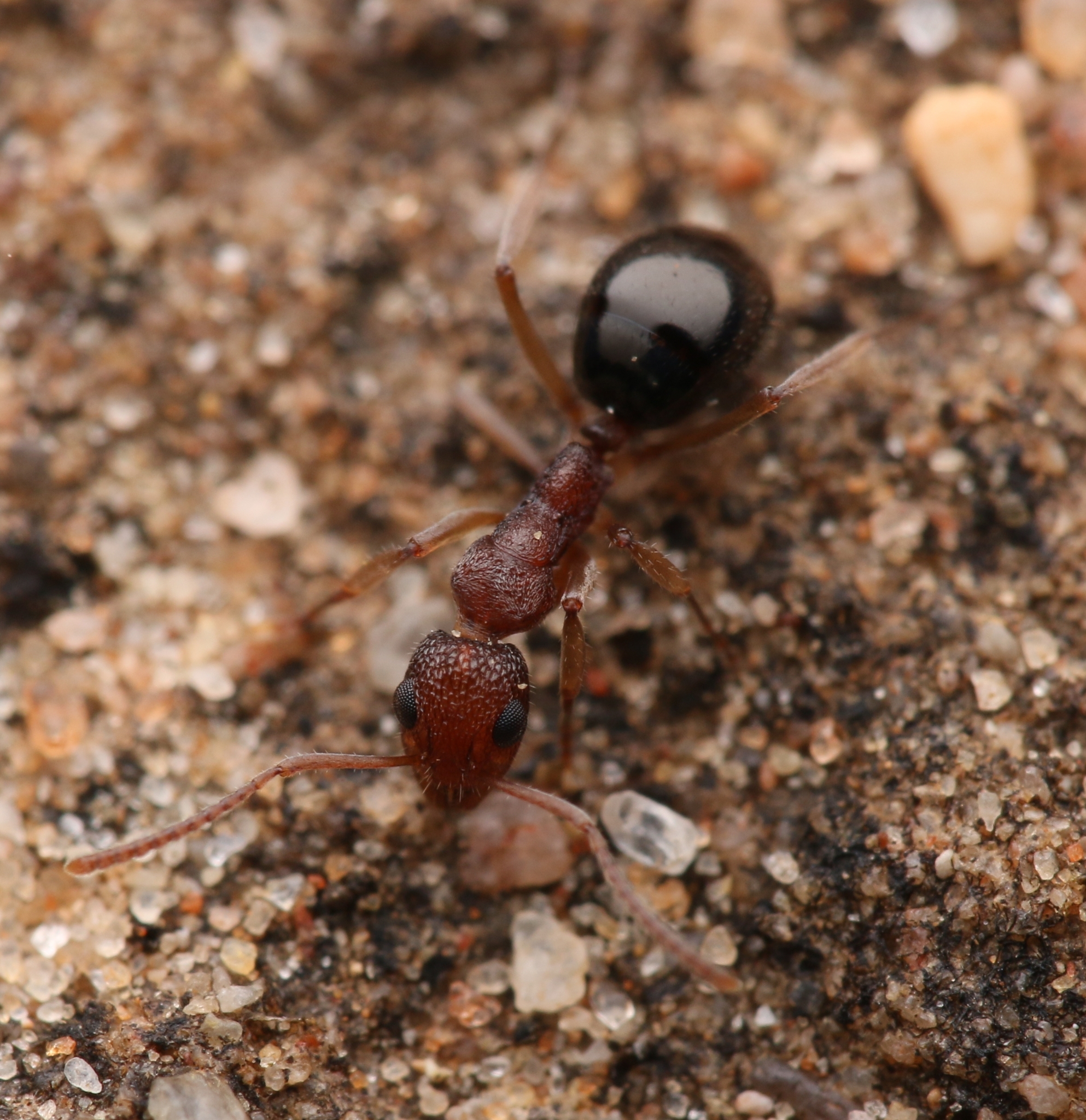 Dolichoderus nigricornis