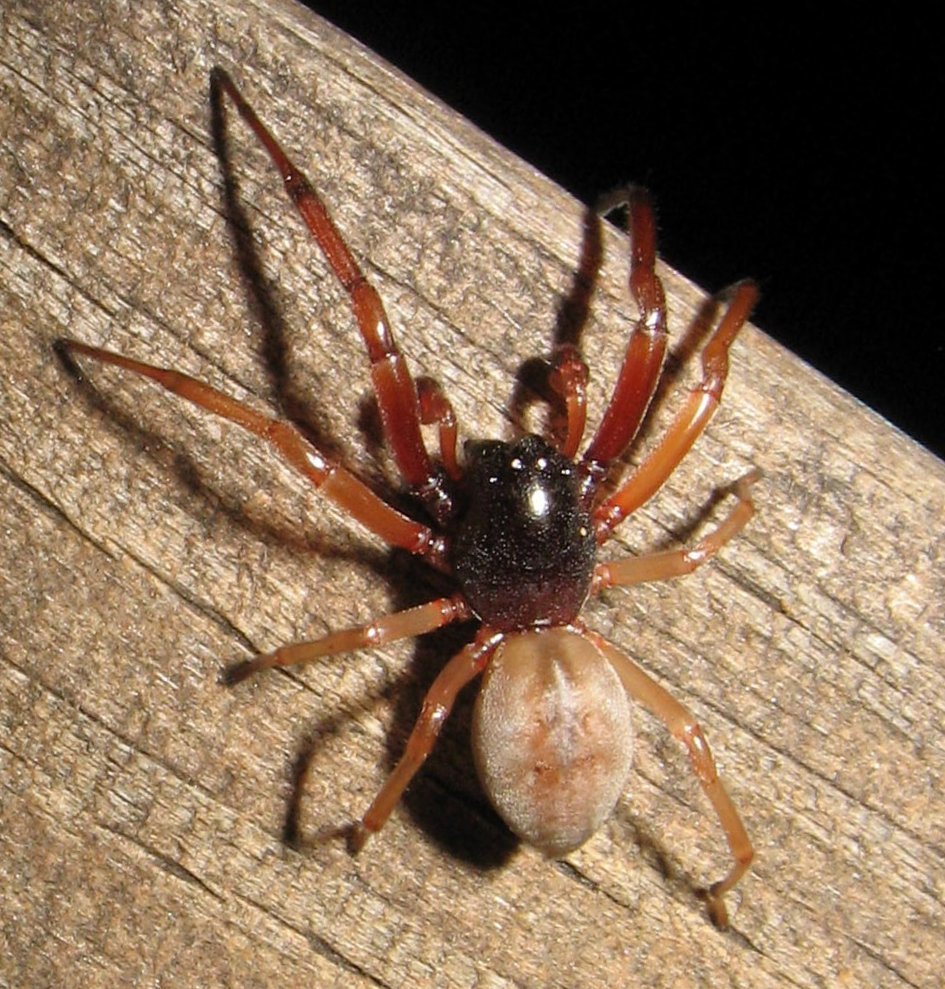 Dysdera (arachnids In California) · Inaturalist