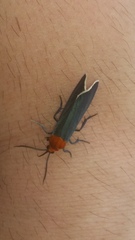 Apistosia judas