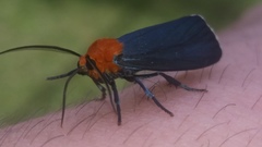 Apistosia judas