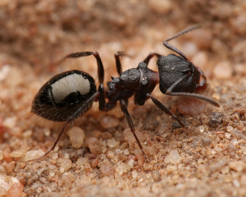 Notoncus ectatommoides