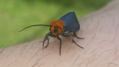 Apistosia judas