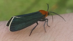 Apistosia judas