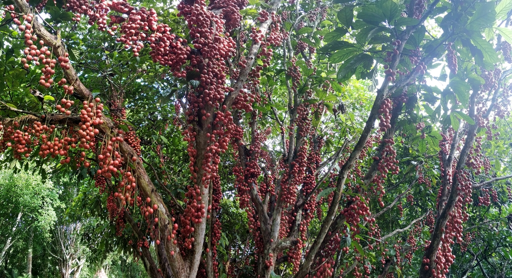 Baccaurea sapida (Baccaurea sapida)