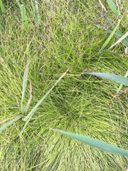 Isolepis sepulcralis