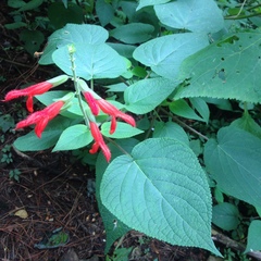 Salvia gesneriiflora