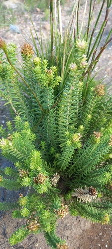 Campylostachys cernua (Campylostachys cernua)