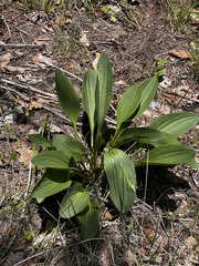 Arnoglossum plantagineum, photograph Nathan Aaron, CC BY, iNaturalist via GBIF