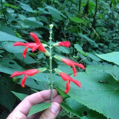 Salvia gesneriiflora