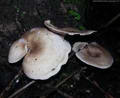 Trogia cantharelloides