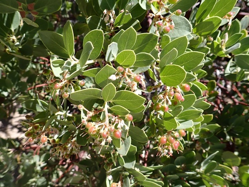 Image of Arctostaphylos parryana by (c) Madeleine Claire, some rights reserved (CC BY)
