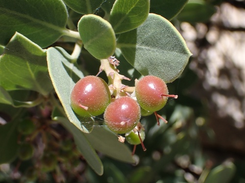 Image of Arctostaphylos parryana by (c) Madeleine Claire, some rights reserved (CC BY)