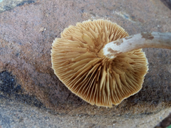 Gymnopilus aeruginosus