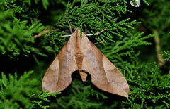 Clanis bilineata