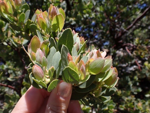 Image of Arctostaphylos parryana by (c) Madeleine Claire, some rights reserved (CC BY)