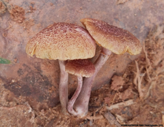 Gymnopilus aeruginosus