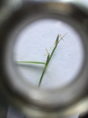 Schoenus maschalinus