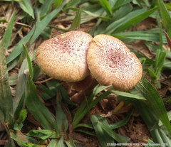 Gymnopilus aeruginosus