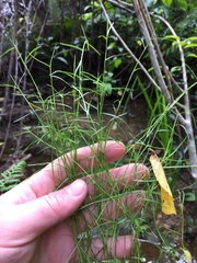 Schoenus maschalinus