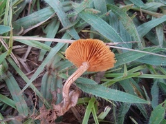 Gymnopilus aeruginosus