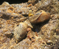 Image of Lamarcka mutabilis