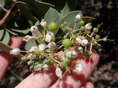 Image of Arctostaphylos parryana by (c) Madeleine Claire, some rights reserved (CC BY)