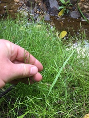 Schoenus maschalinus