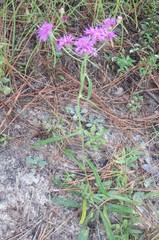 Vernonia acaulis