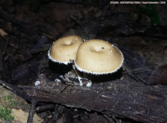 Lentinus flexipes