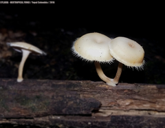 Lentinus flexipes
