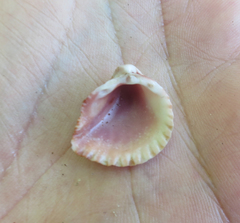 Americardia planicostata