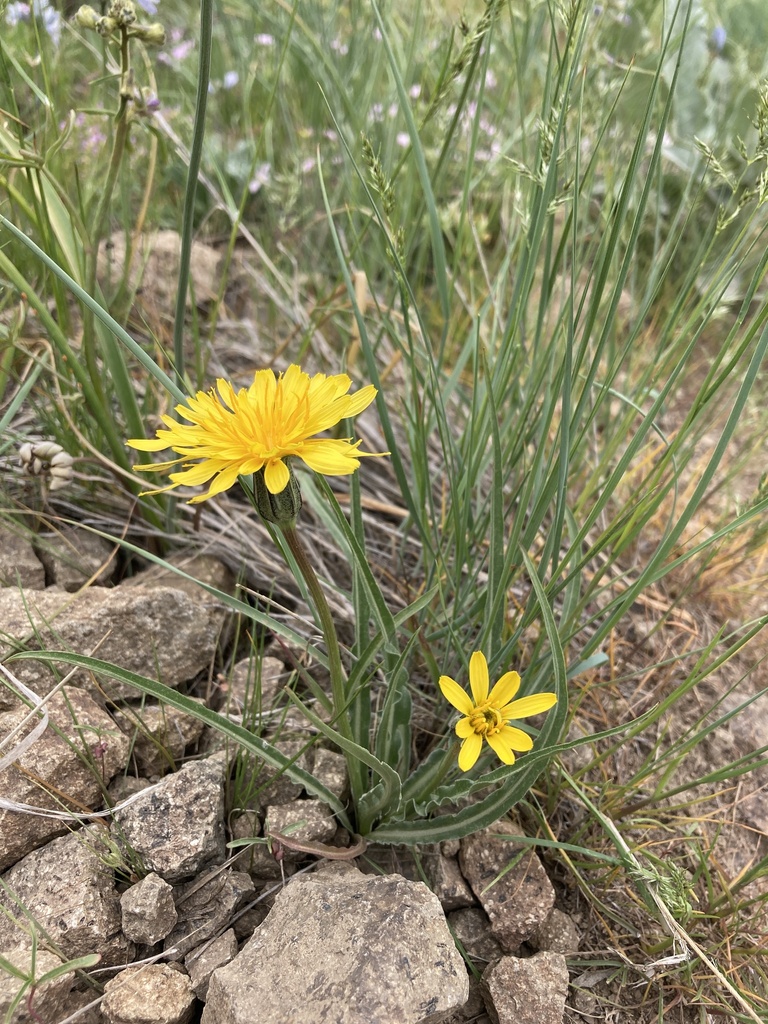 sagebrush false-dandelion