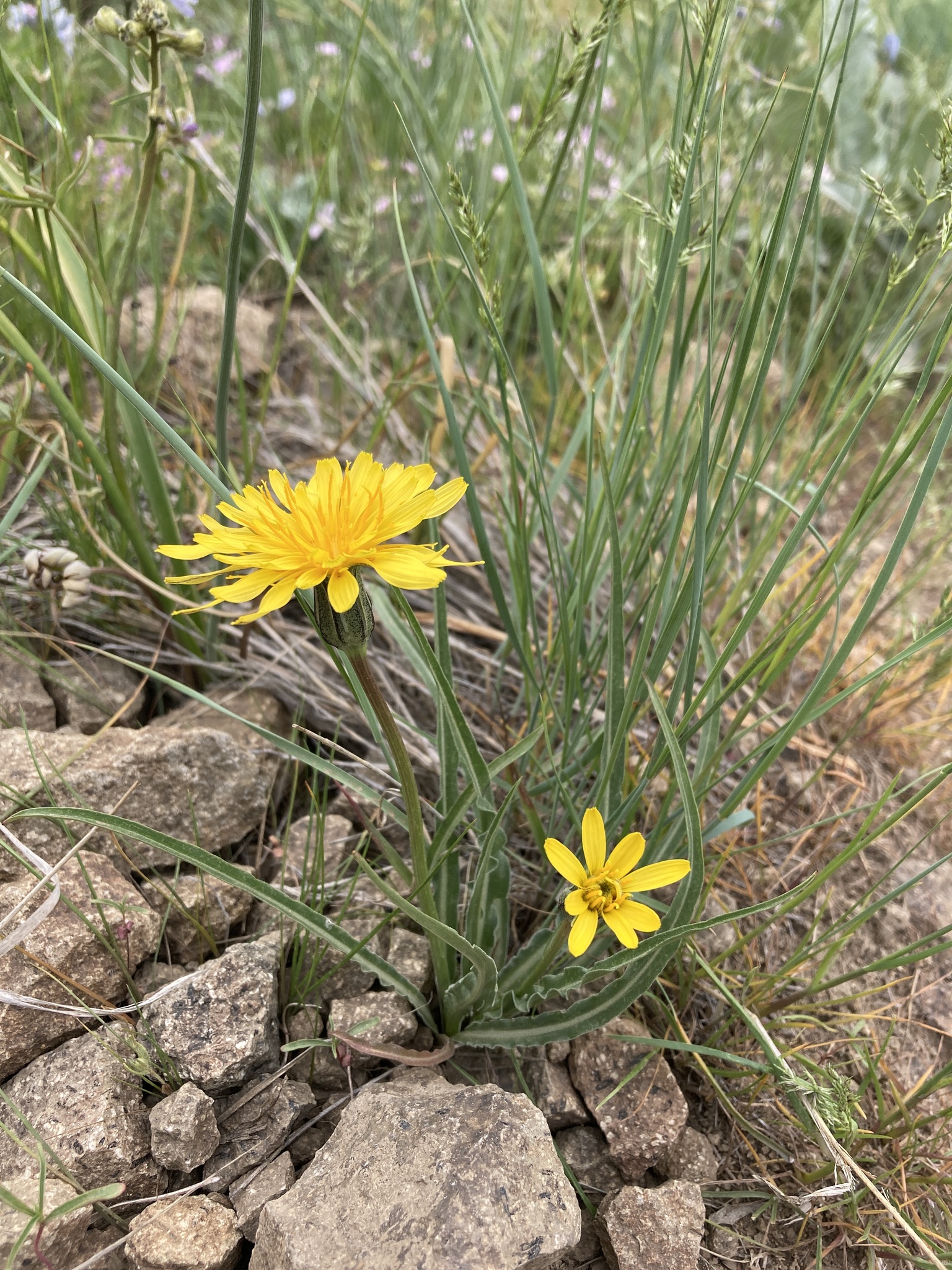 Nothocalais troximoides