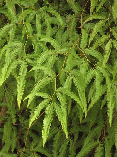 Gleichenella