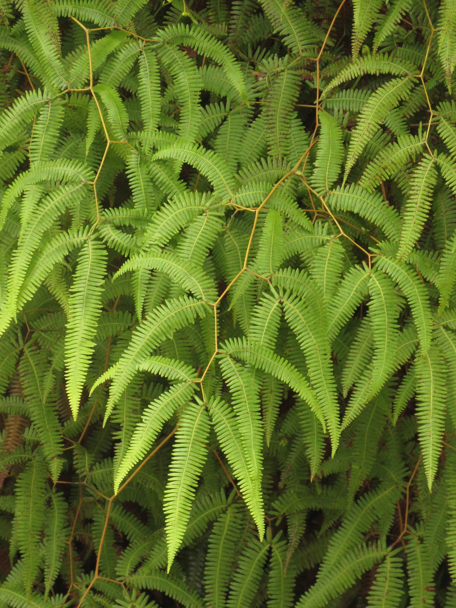 Gleichenella