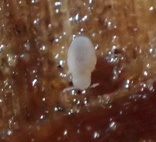 Representative image of Neelus