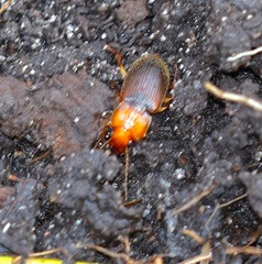 Amphasia interstitialis