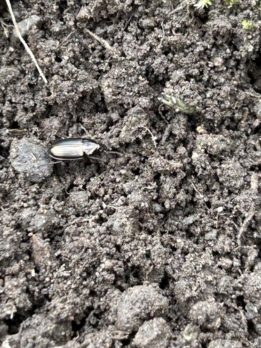 Common Sun Beetle photo 3
