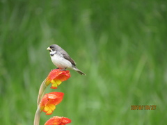 Sporophila caerulescens