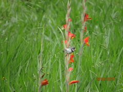 Sporophila caerulescens