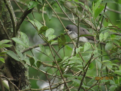 Sporophila caerulescens