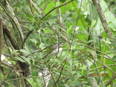 Sporophila caerulescens